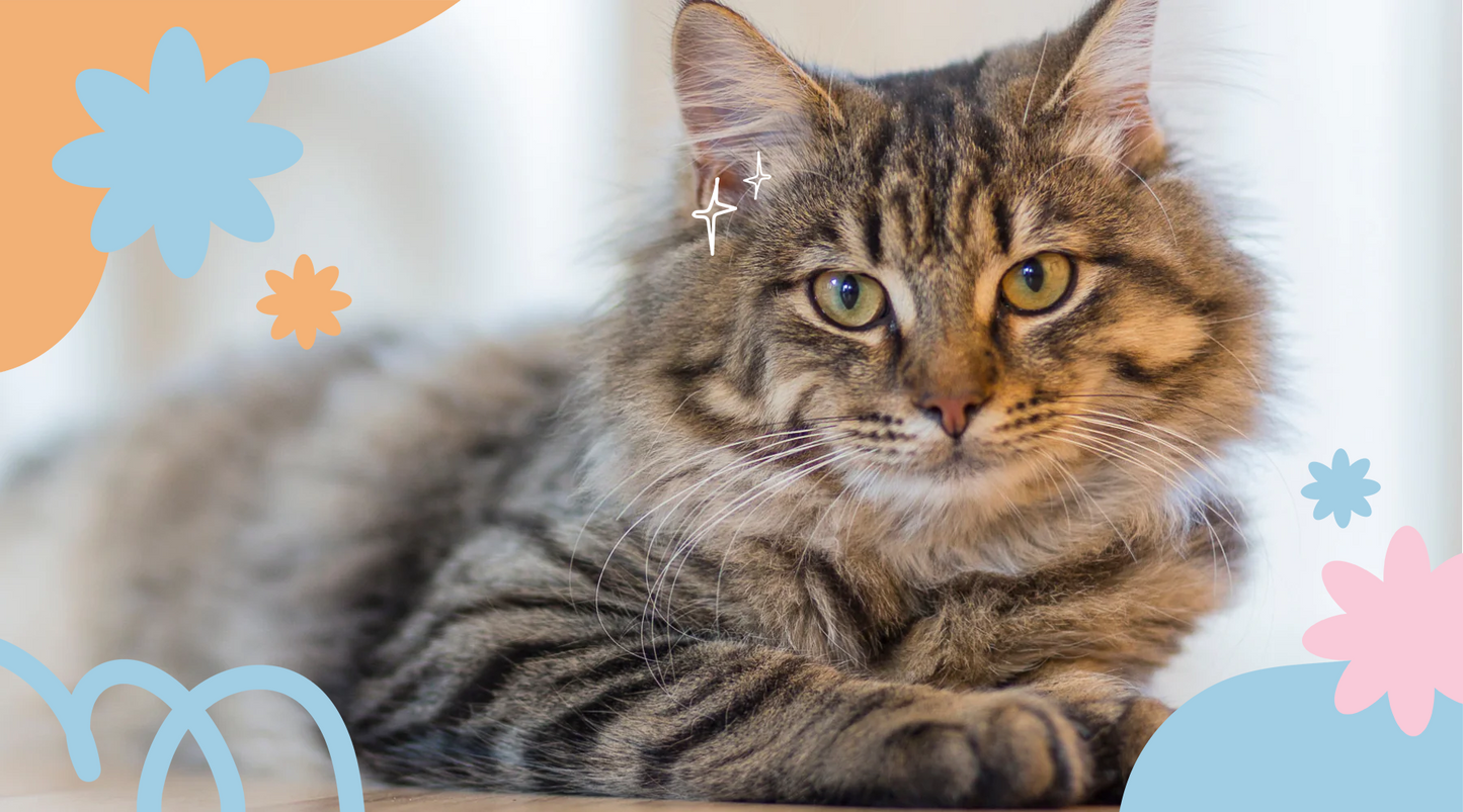 Purebred cat staring intently with curious eyes.
