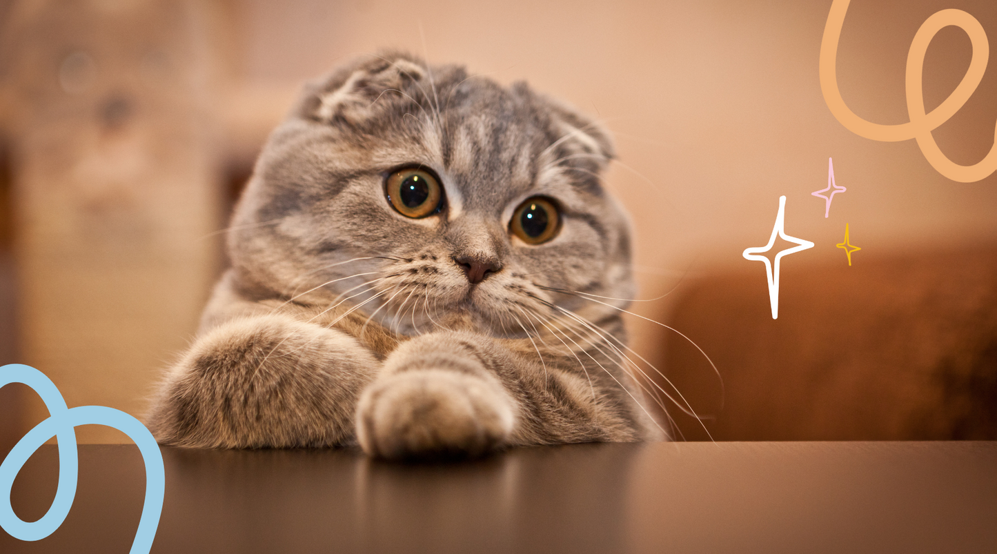 Adorable Scottish Fold cat with irresistibly sweet expression.