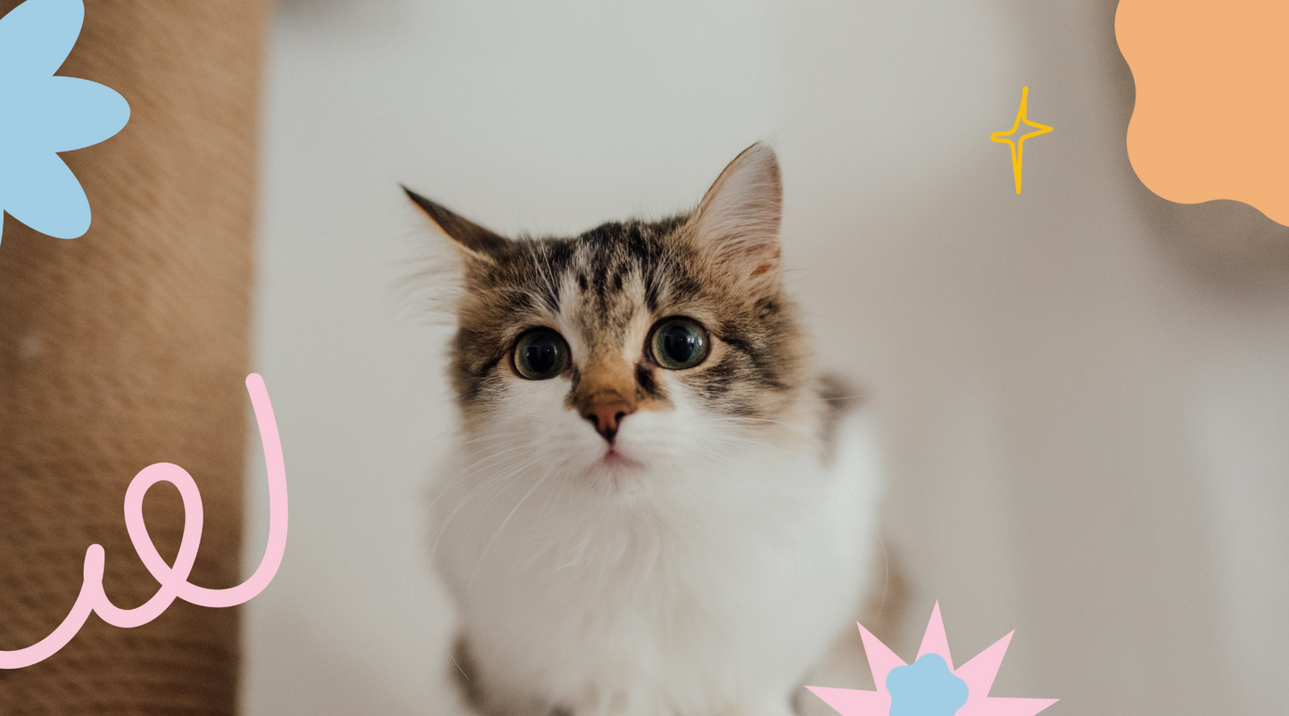 Close-up of a cute fluffy purebred cat's face.