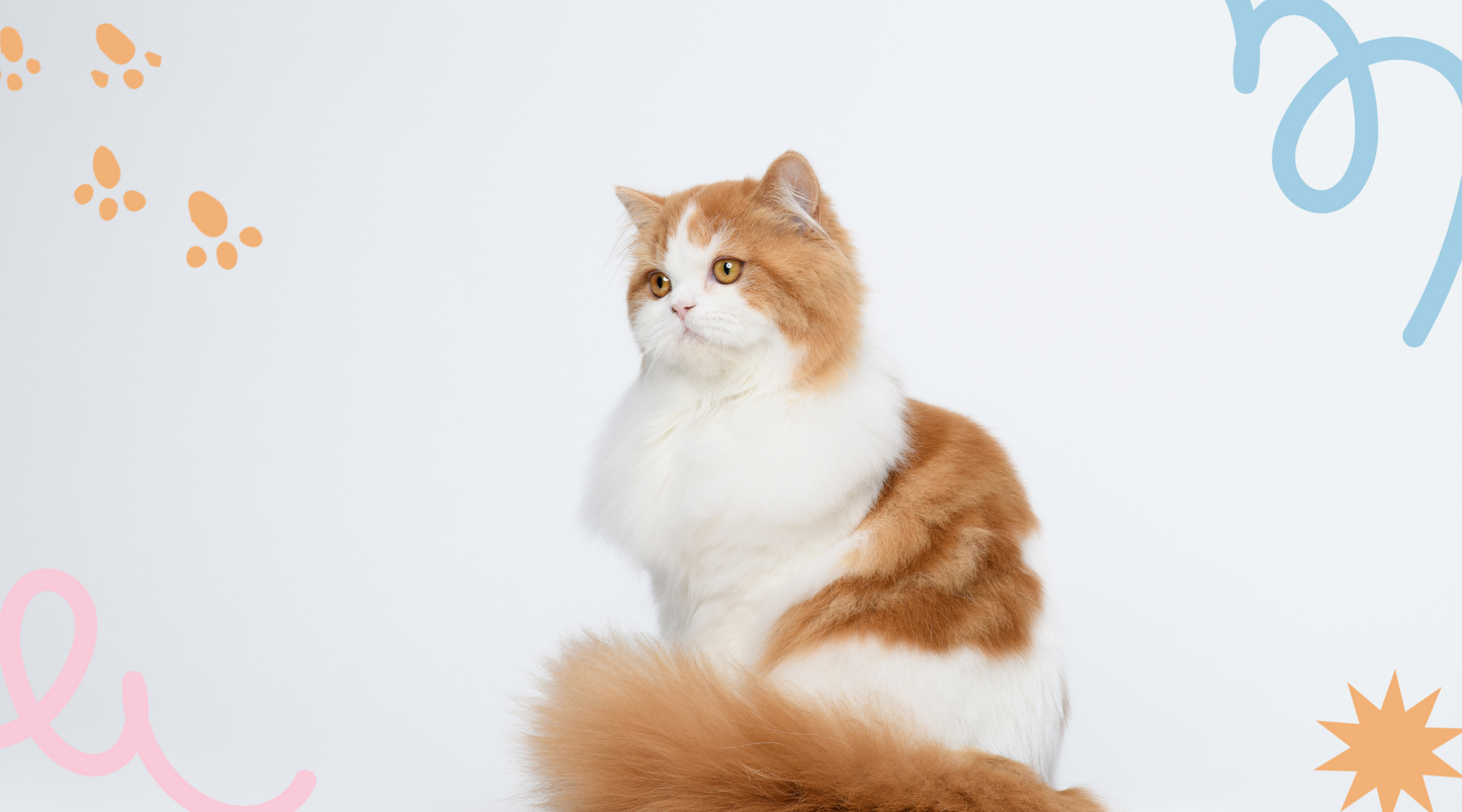 Adorable Scottish Straight cat with round eyes and plush fur.