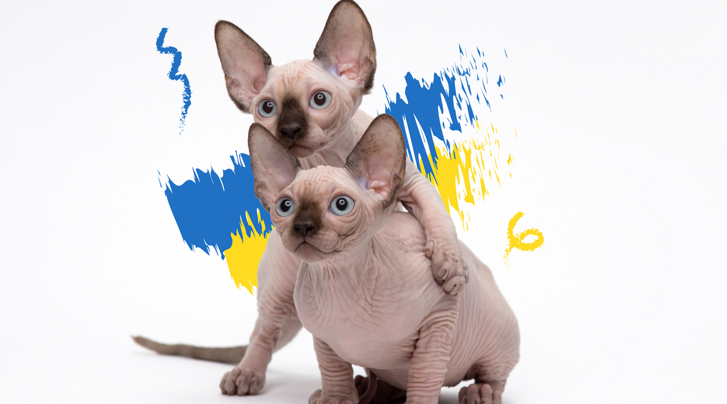 The Elf Cat: An Overview of This Unique, Friendly and Gentle Cat Breed