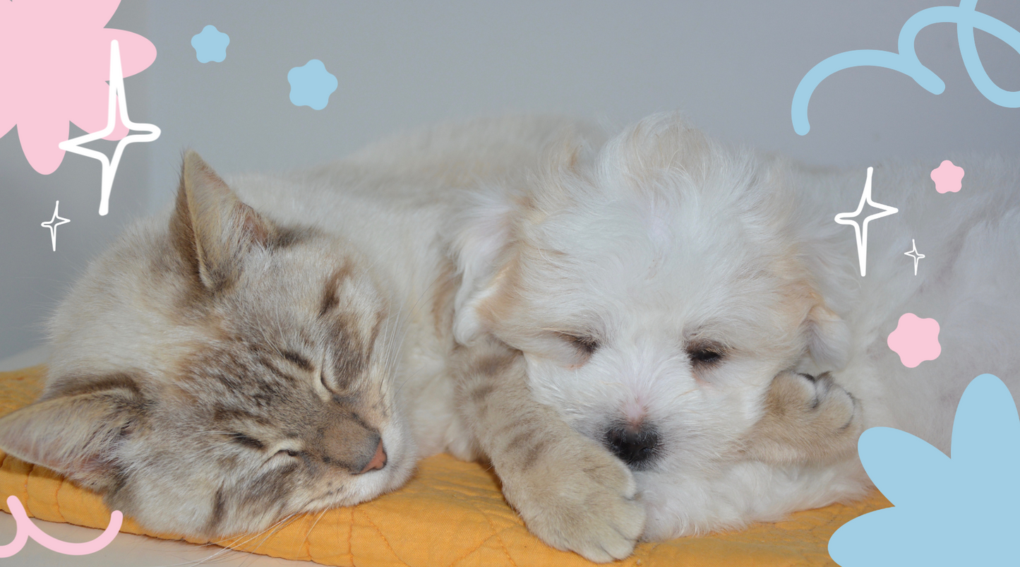 How to Choose the Perfect Purebred Kitten for Your Lifestyle