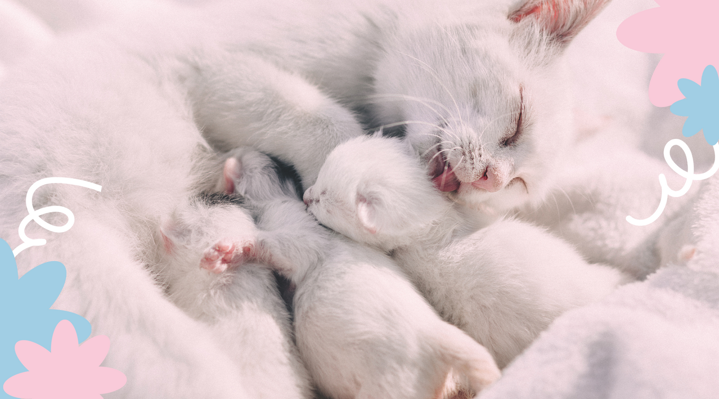 Happy cat surrounded by her newborn kittens.