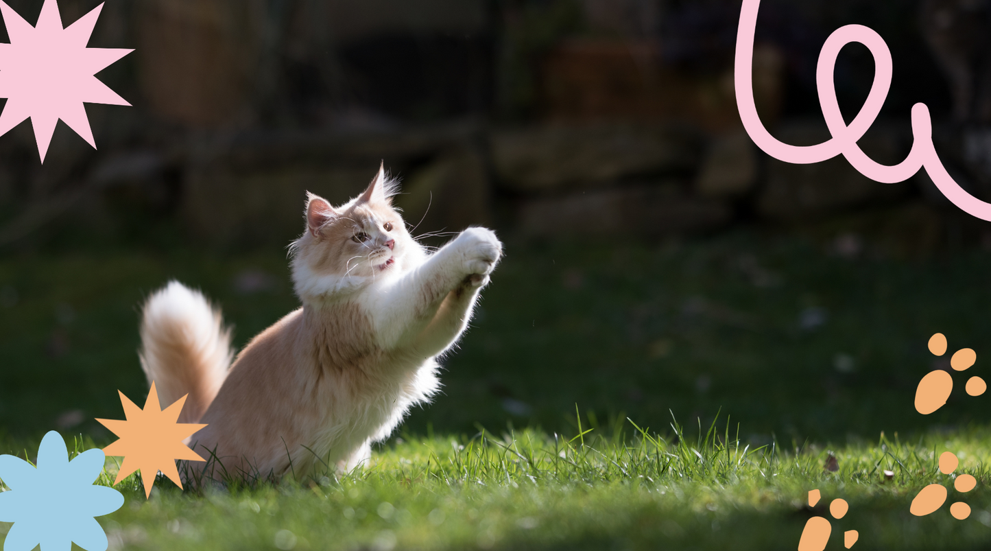 Playful cat enjoying the outdoor