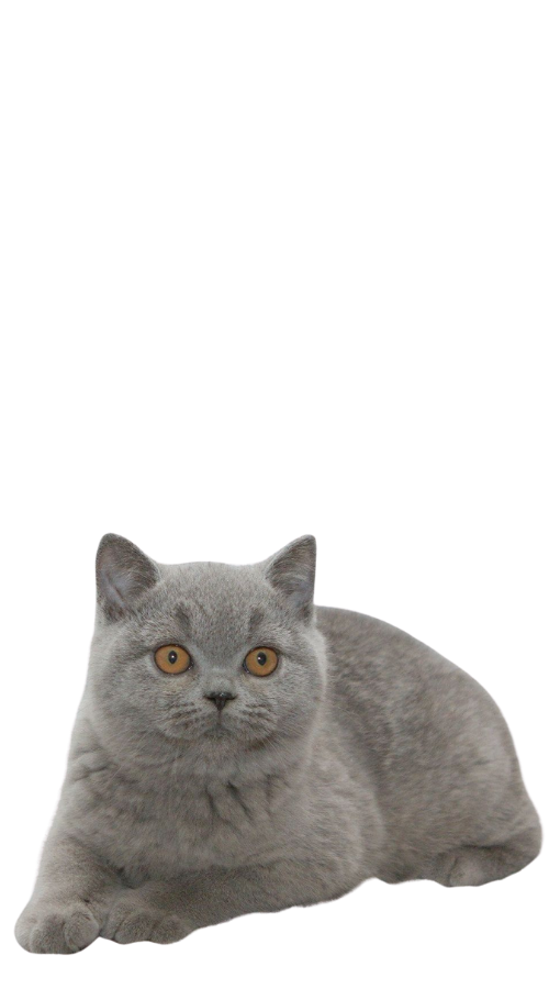 British Shorthair Kittens