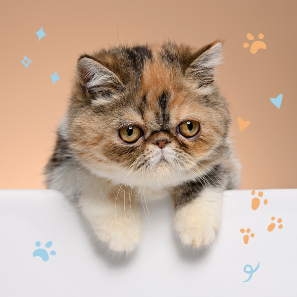 Exotic Shorthair Kittens
