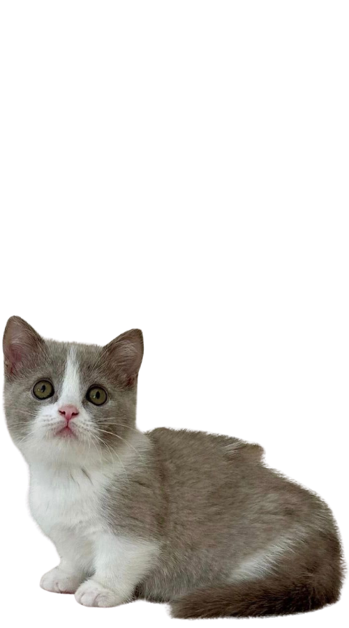 Munchkin Kittens