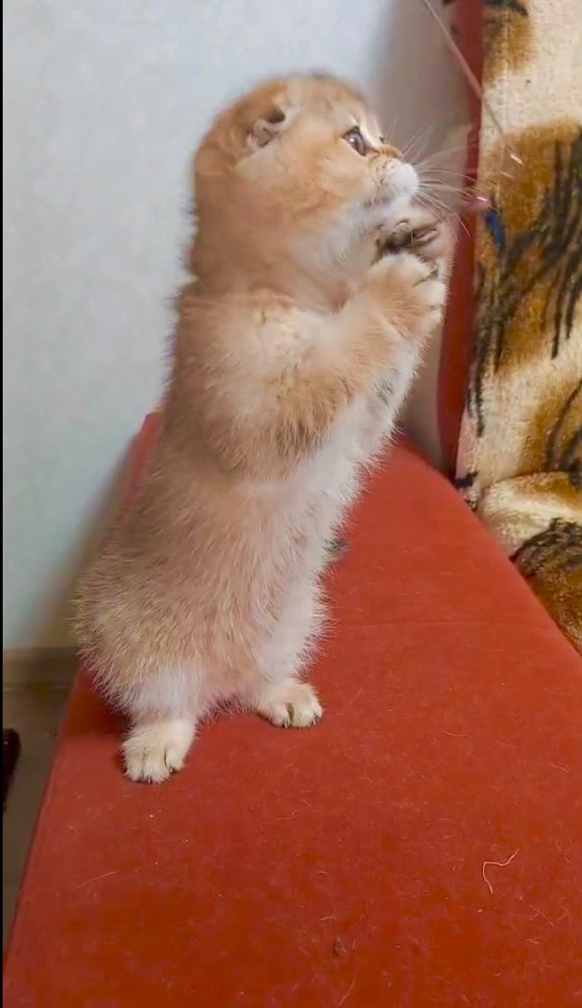 Bagira