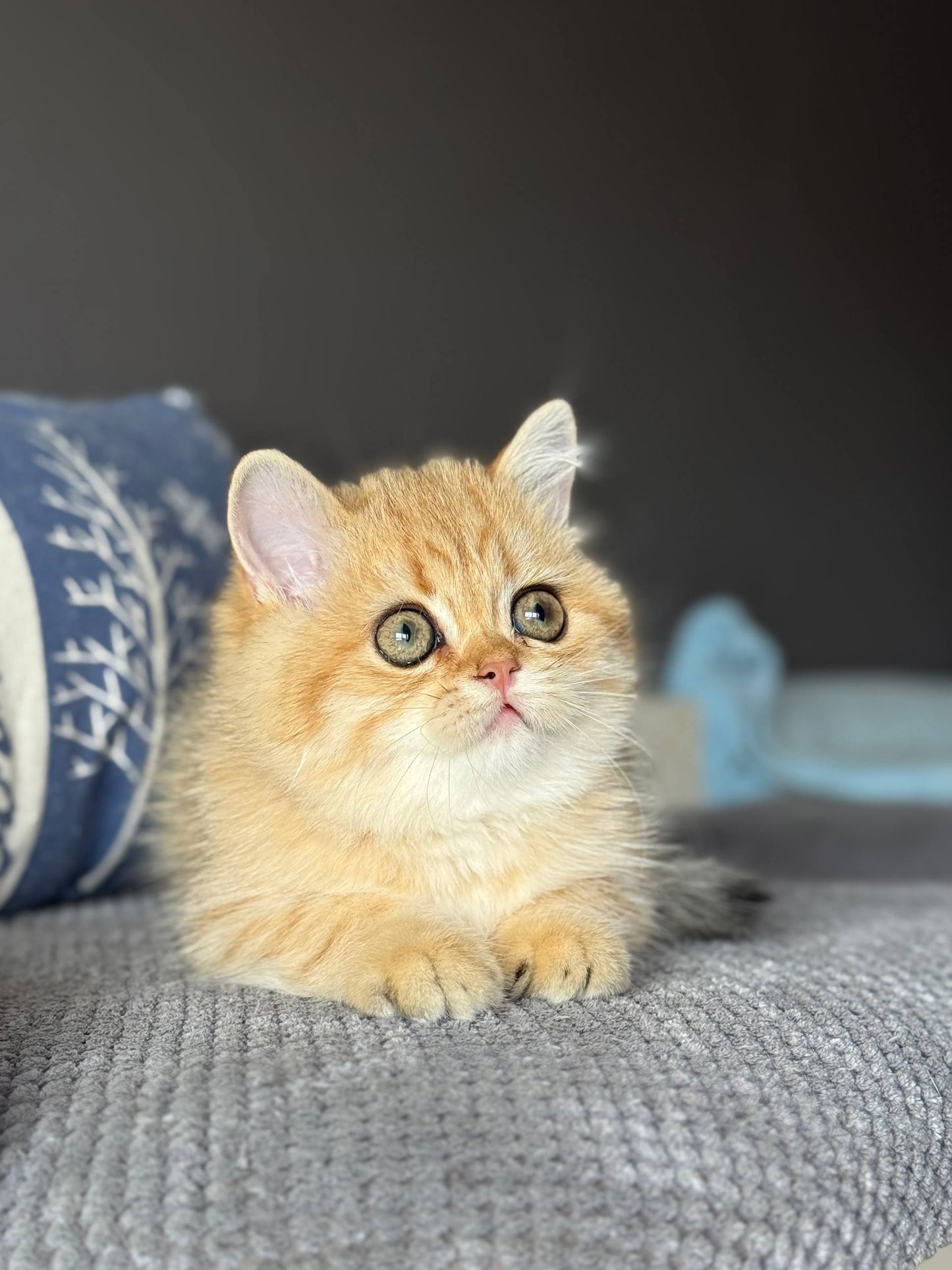 Coco