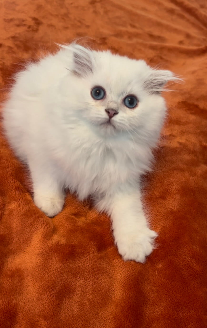 Daphne