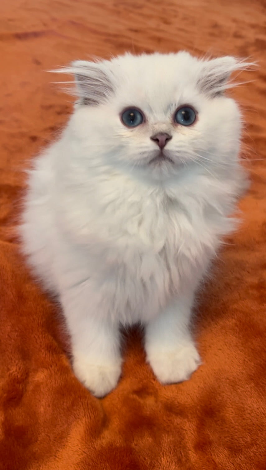 Daphne