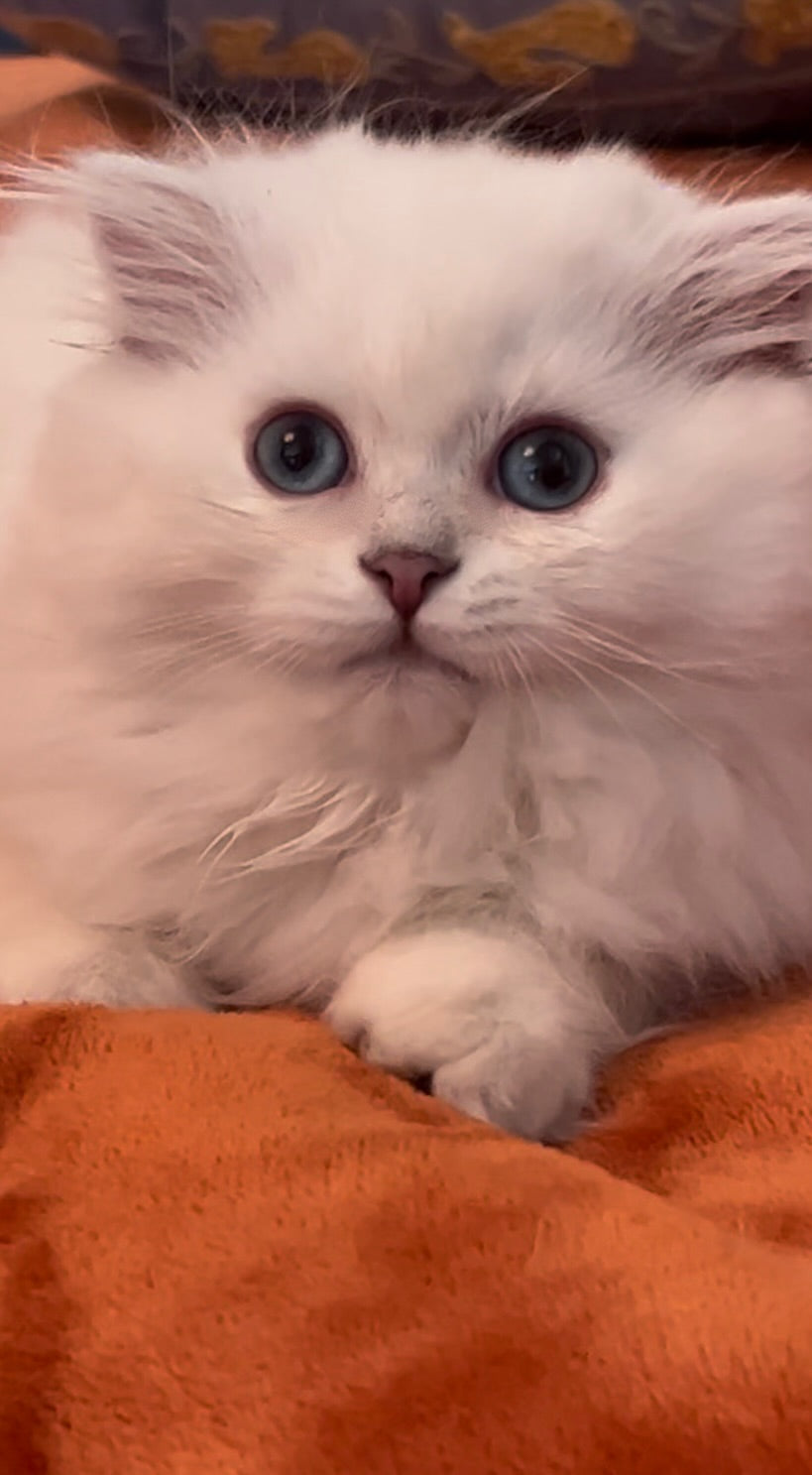 Daphne