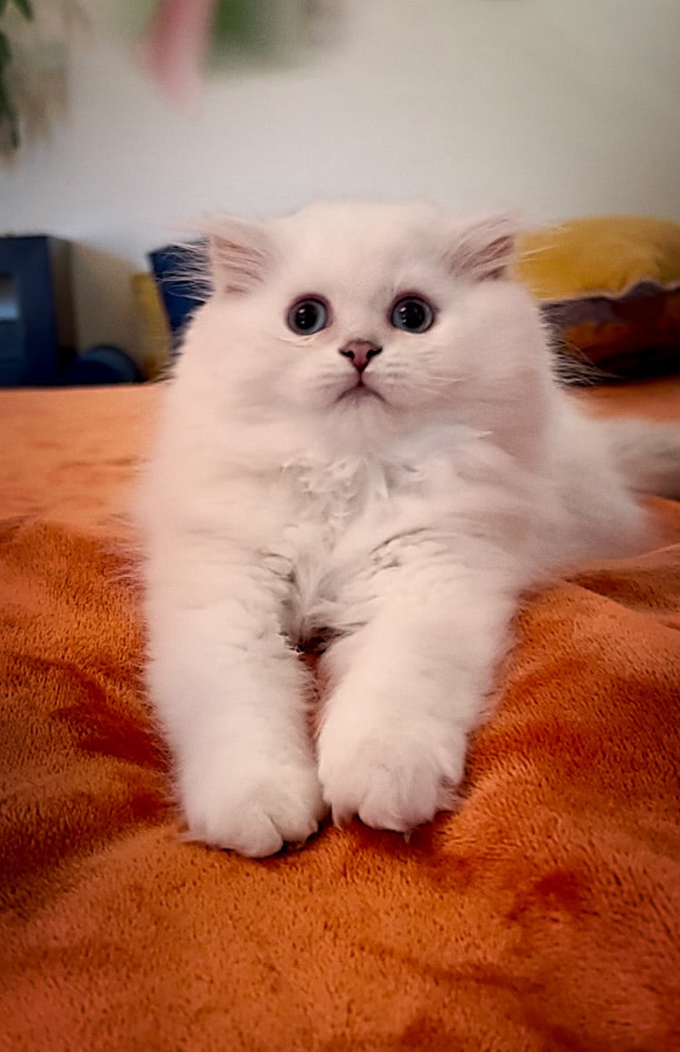 Daphne