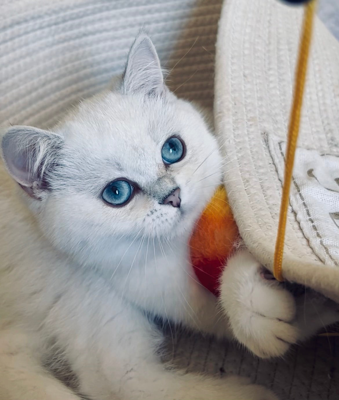 Celi