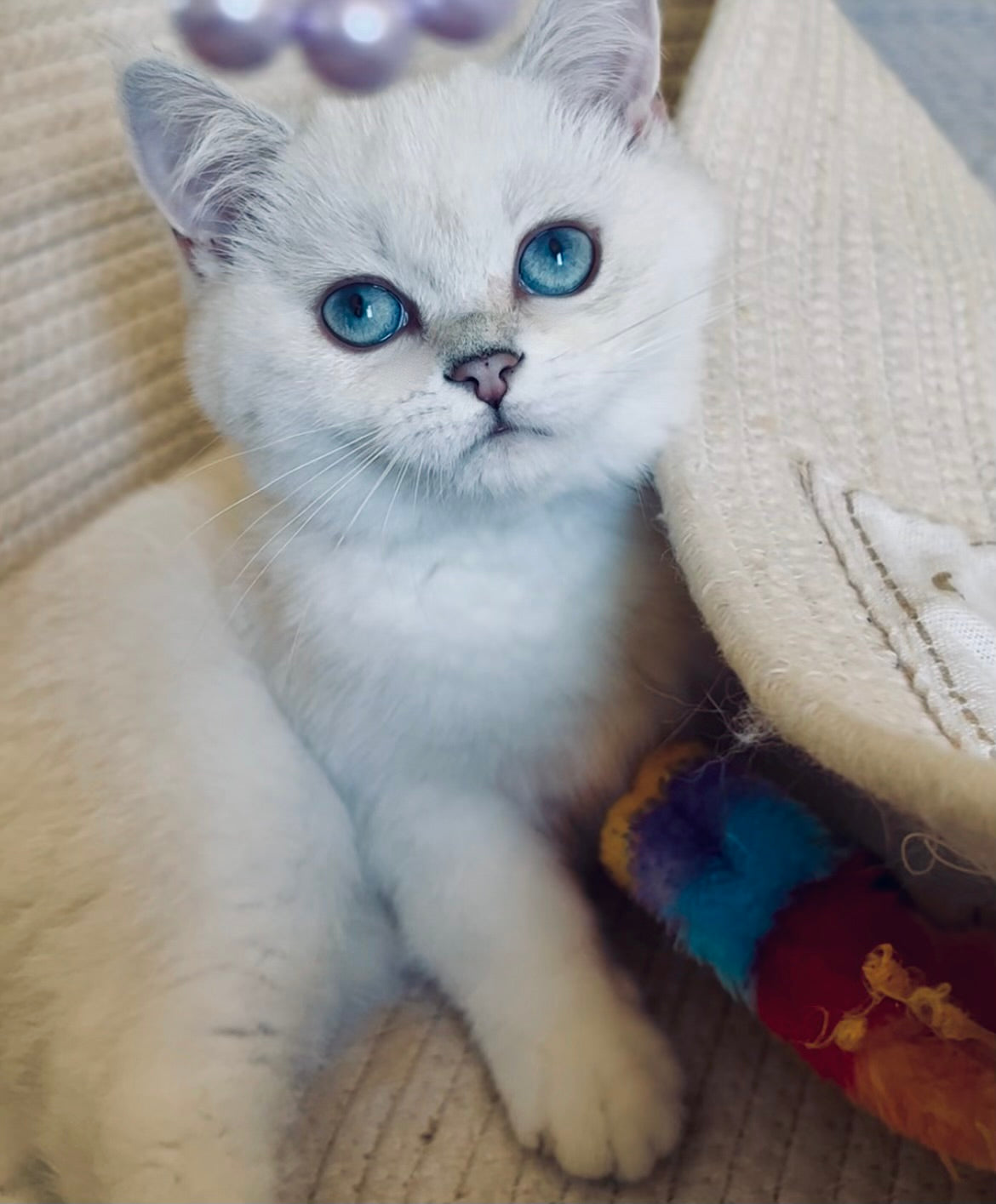 Celi