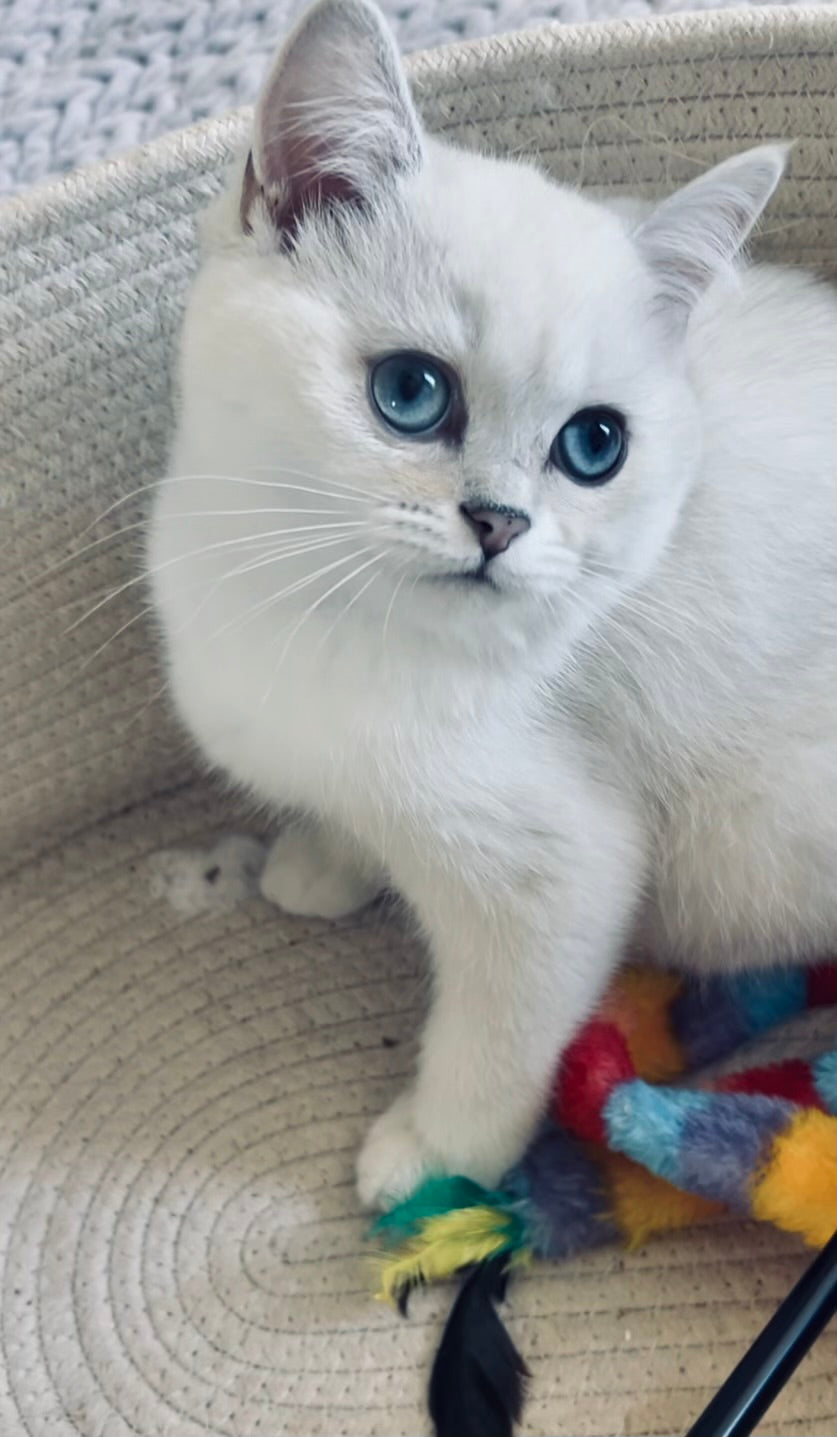 Celi