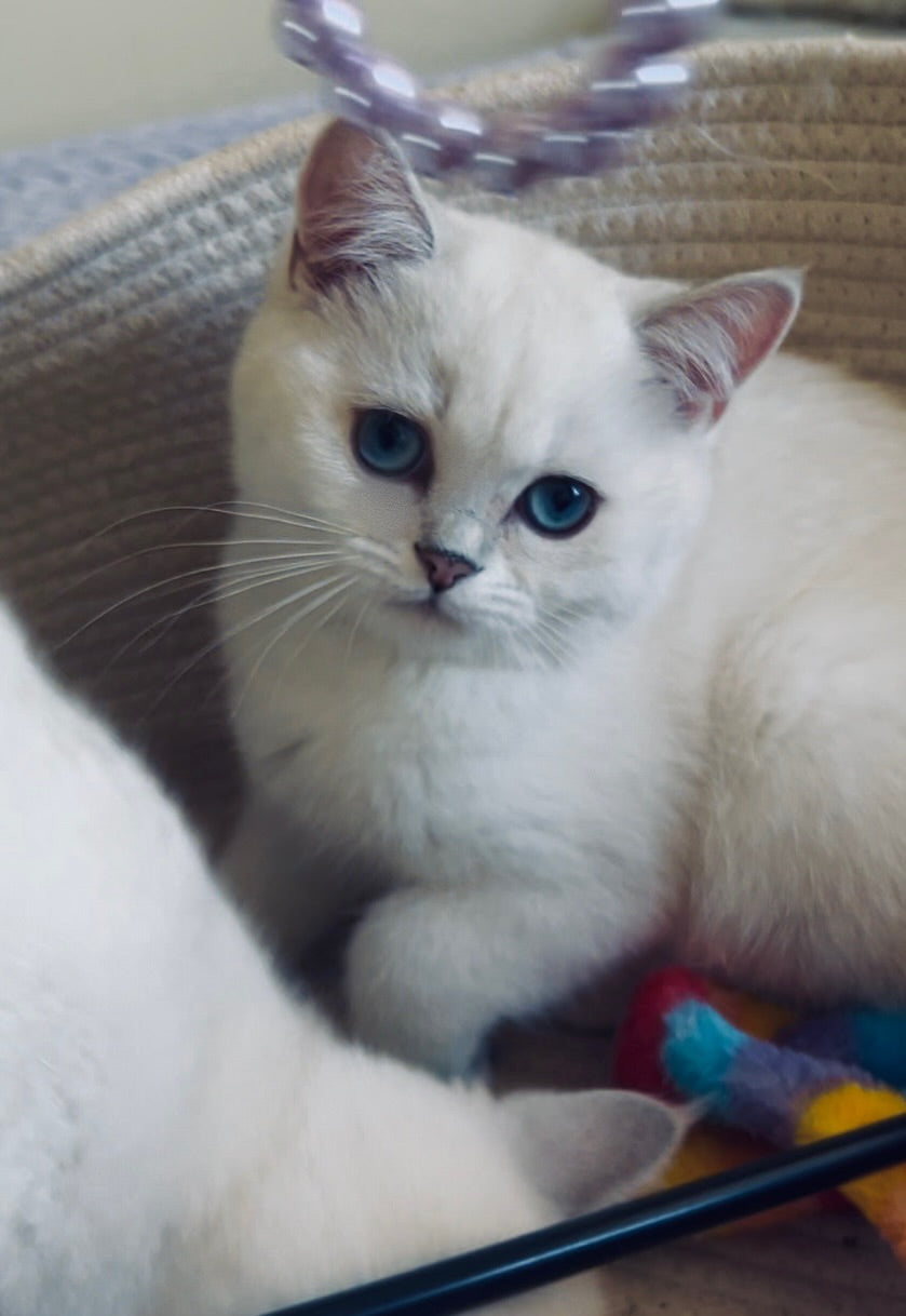 Celi