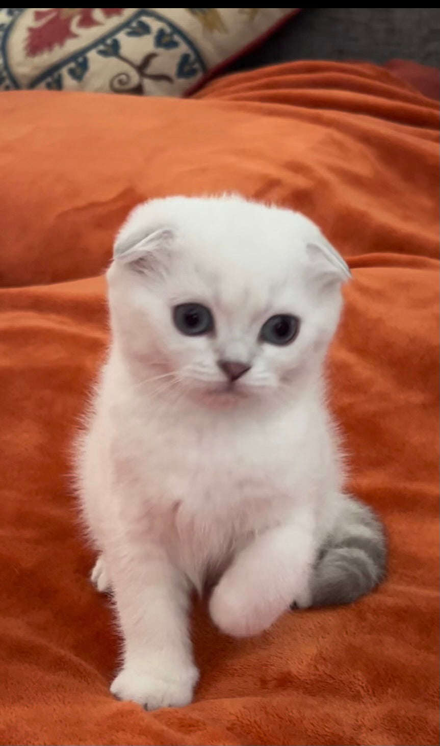 Dina