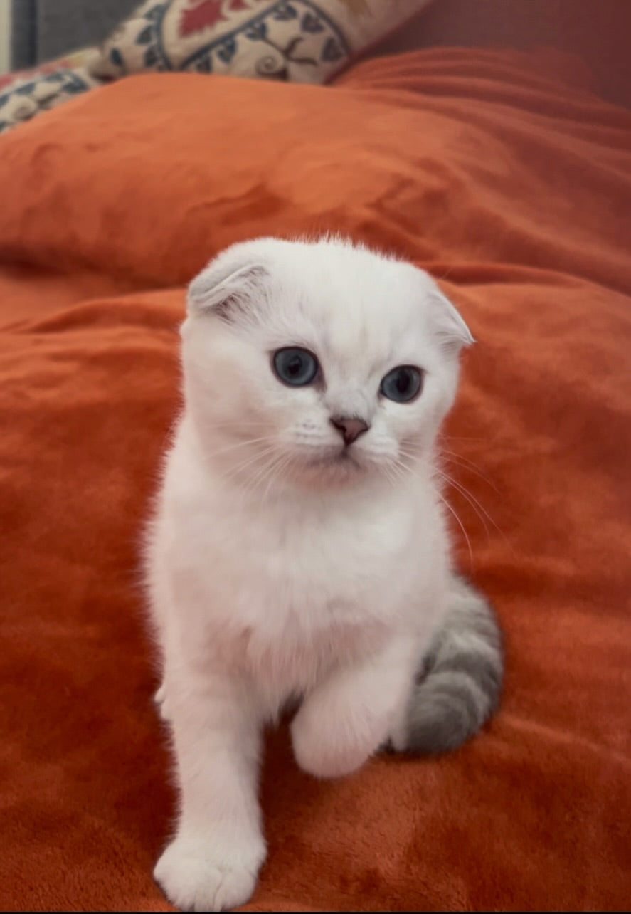 Dina