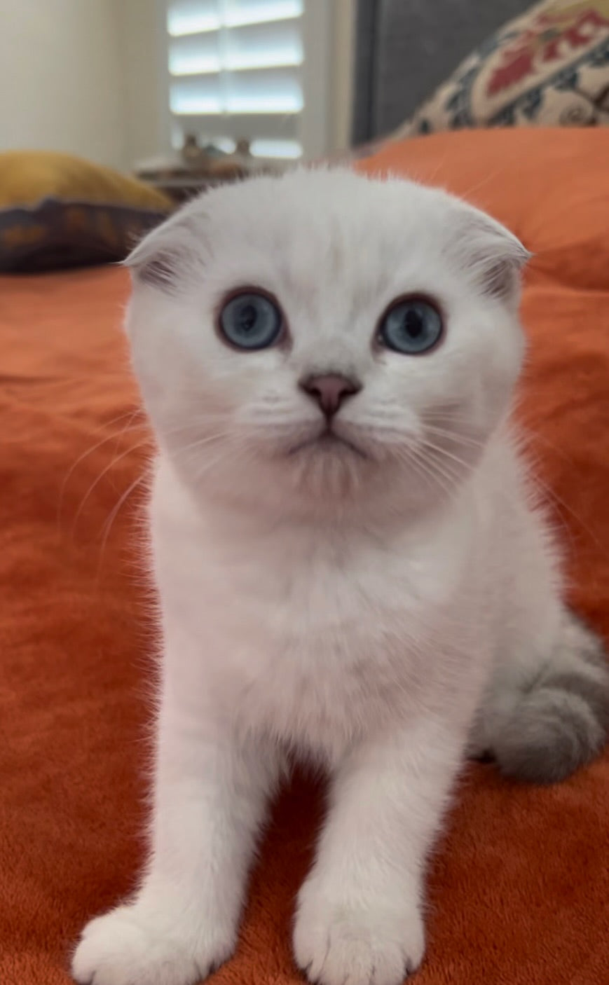 Dina