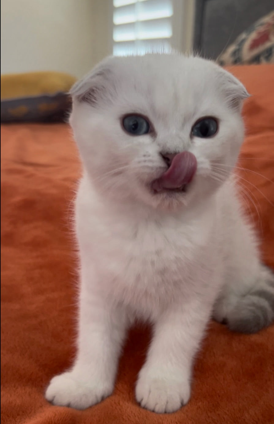 Dina