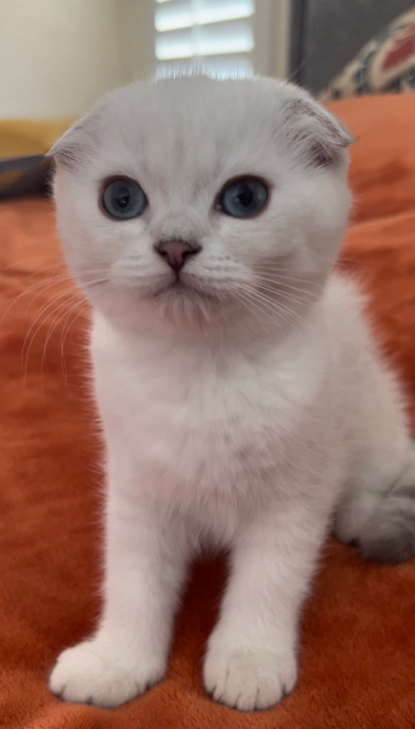 Dina