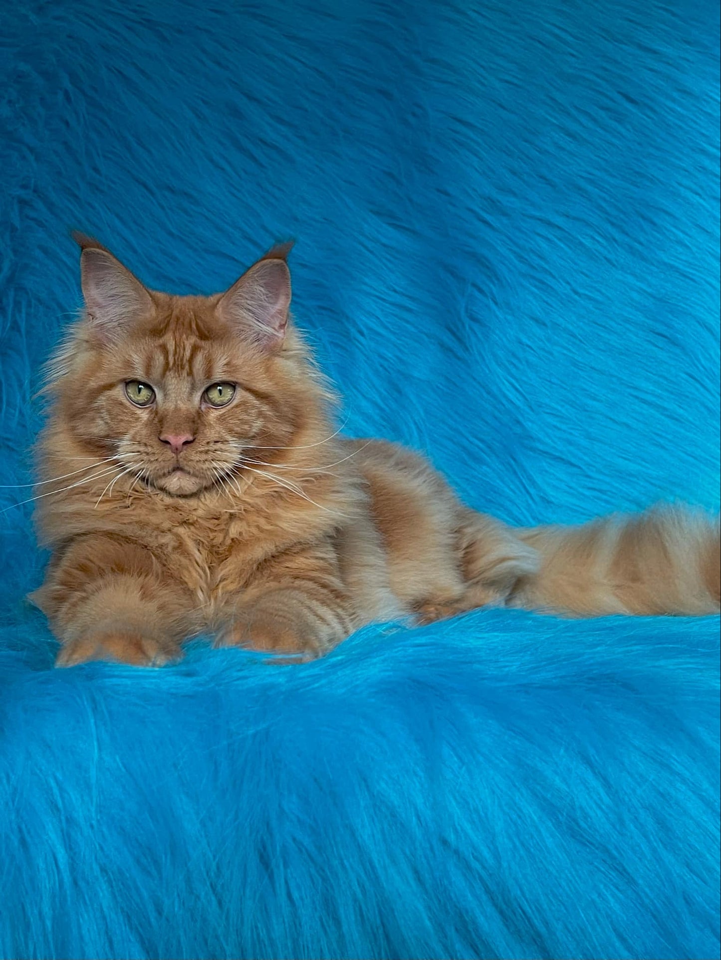 Barry