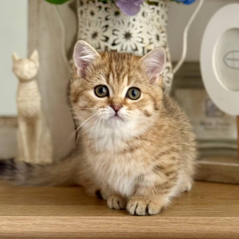 Misha