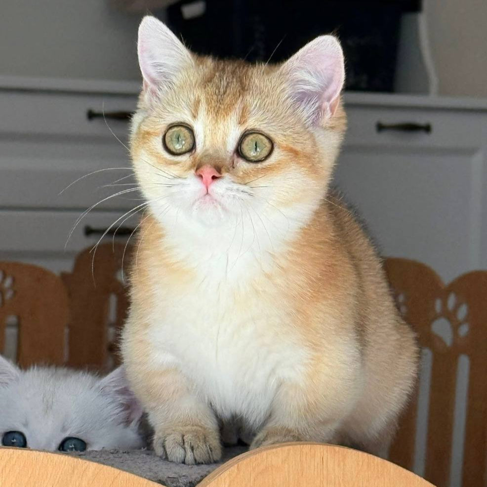Yuka