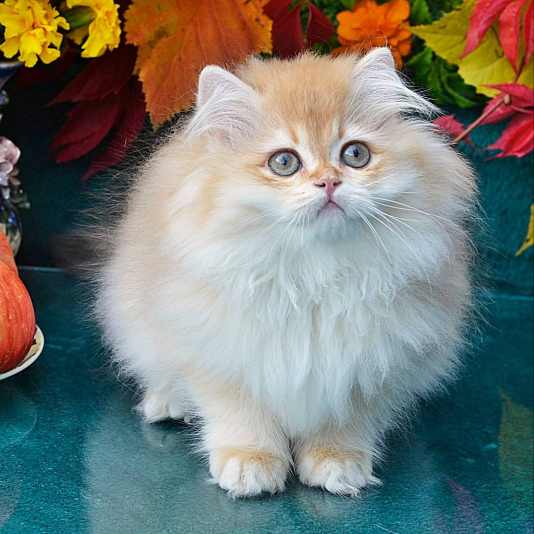 Simon