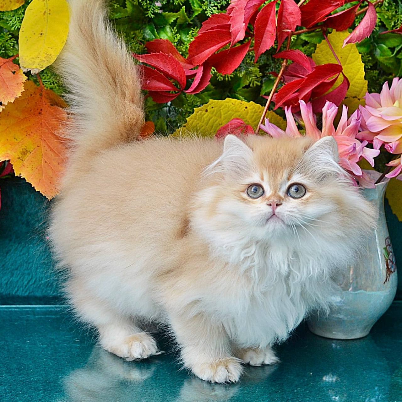 Simon