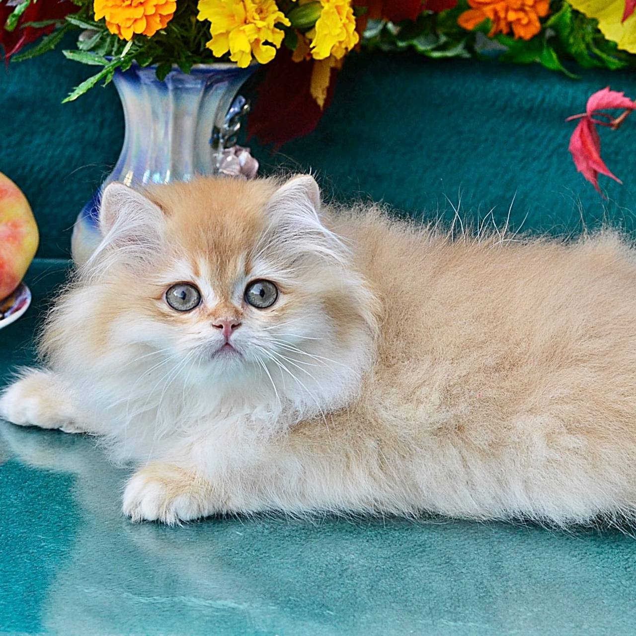 Simon