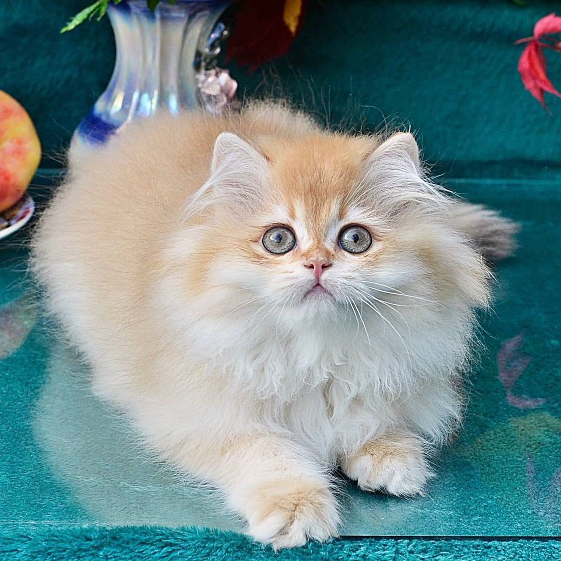 Simon