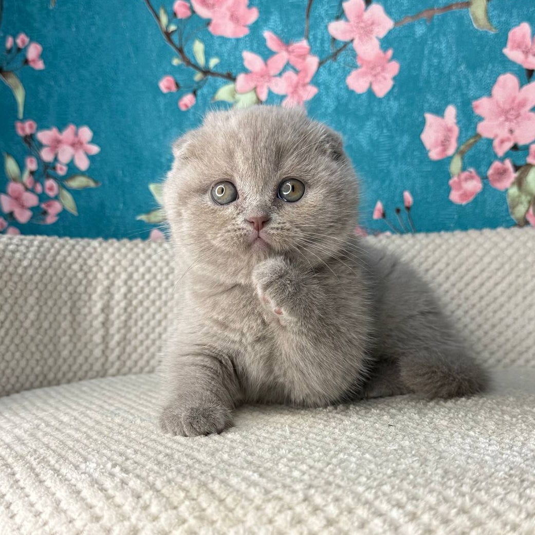 Margo