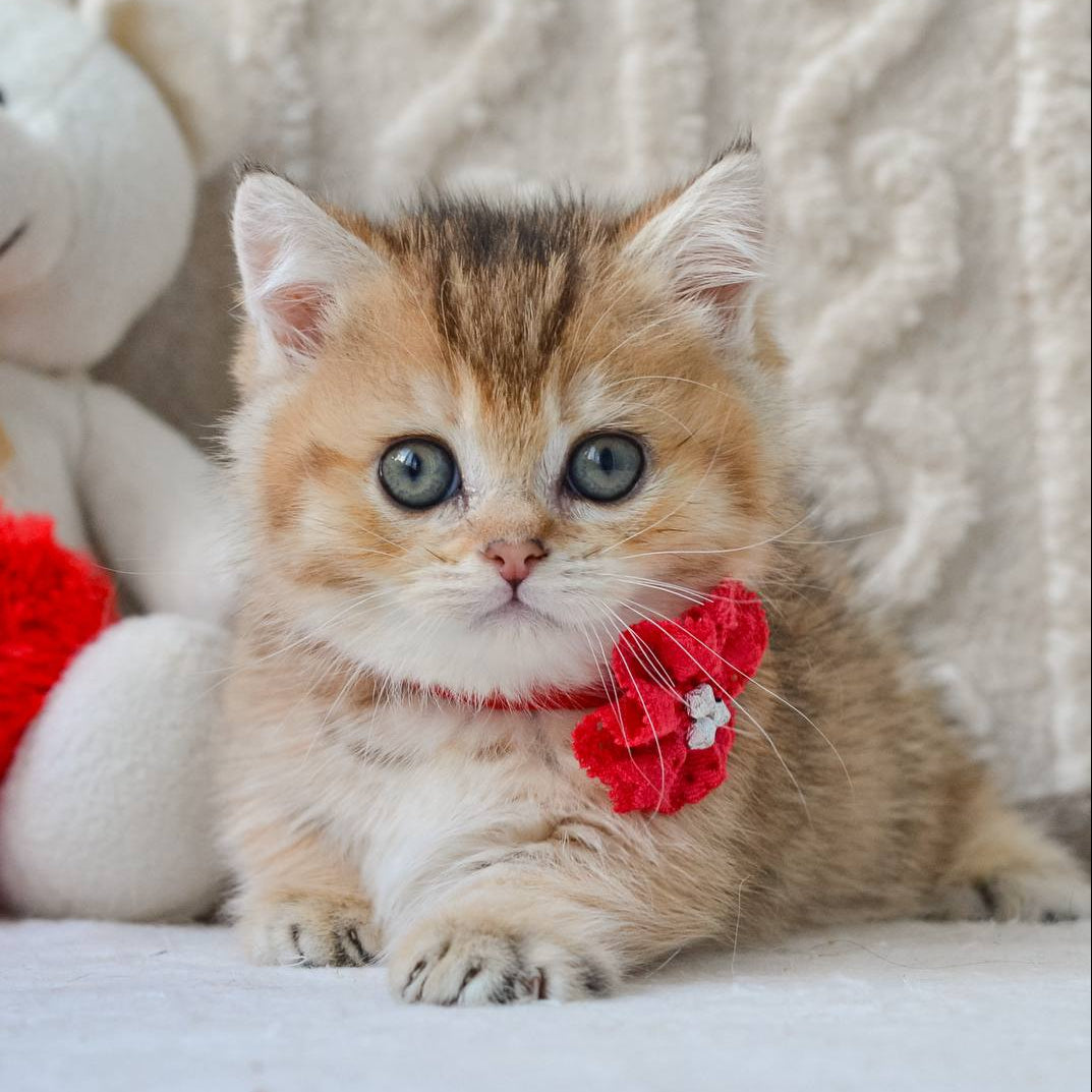 Lilly