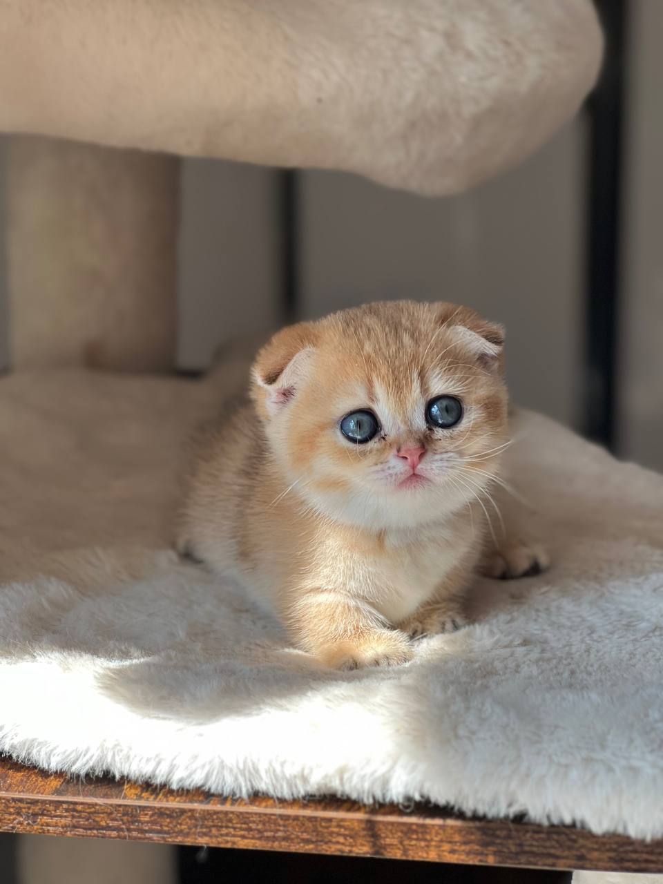 Ayla