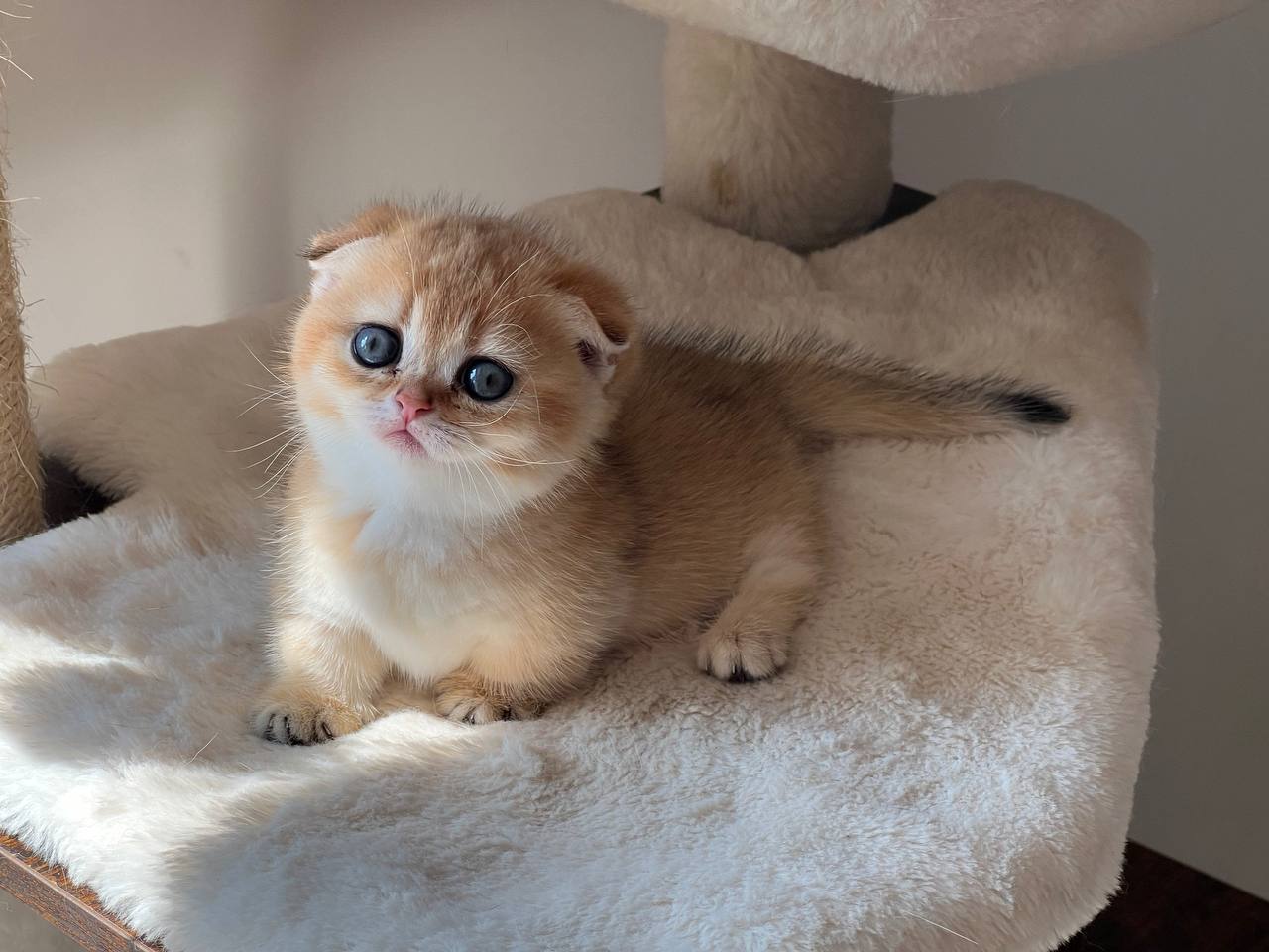 Ayla