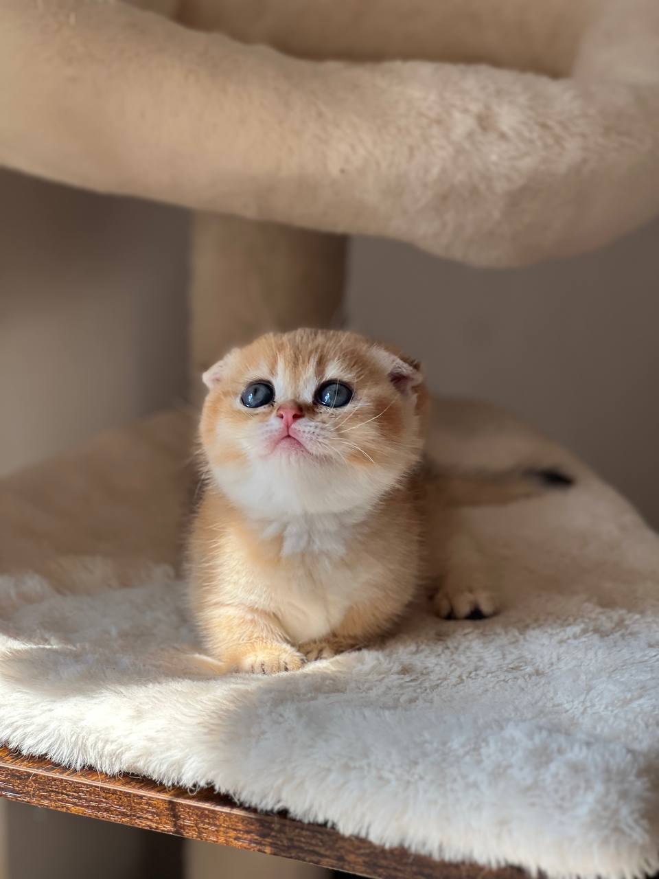 Ayla