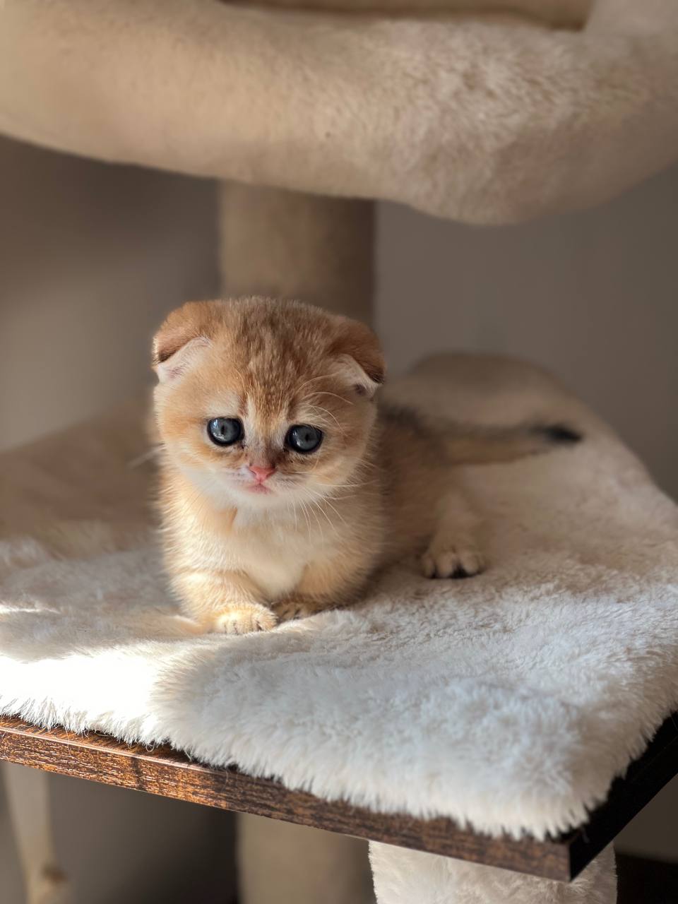 Ayla