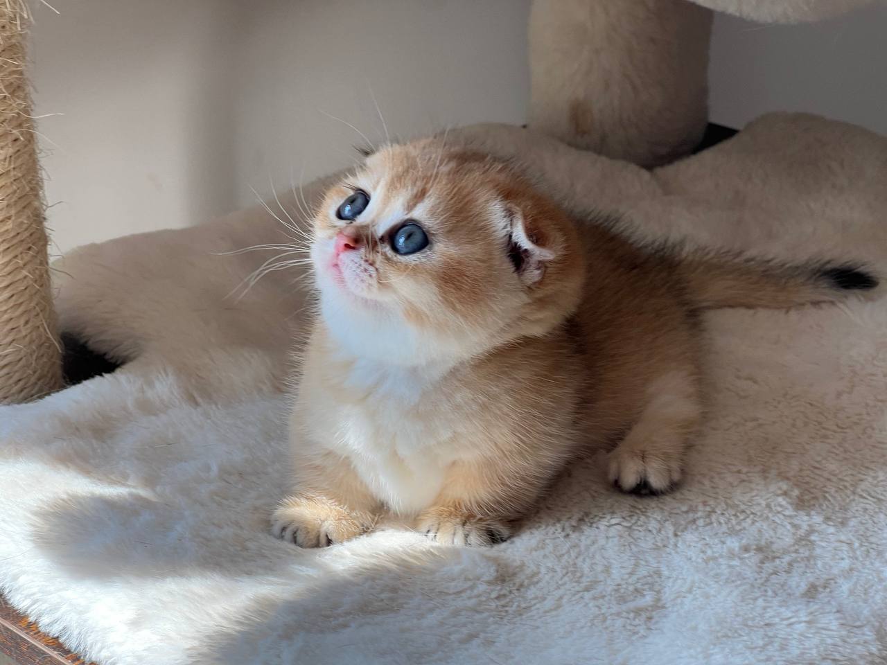 Ayla