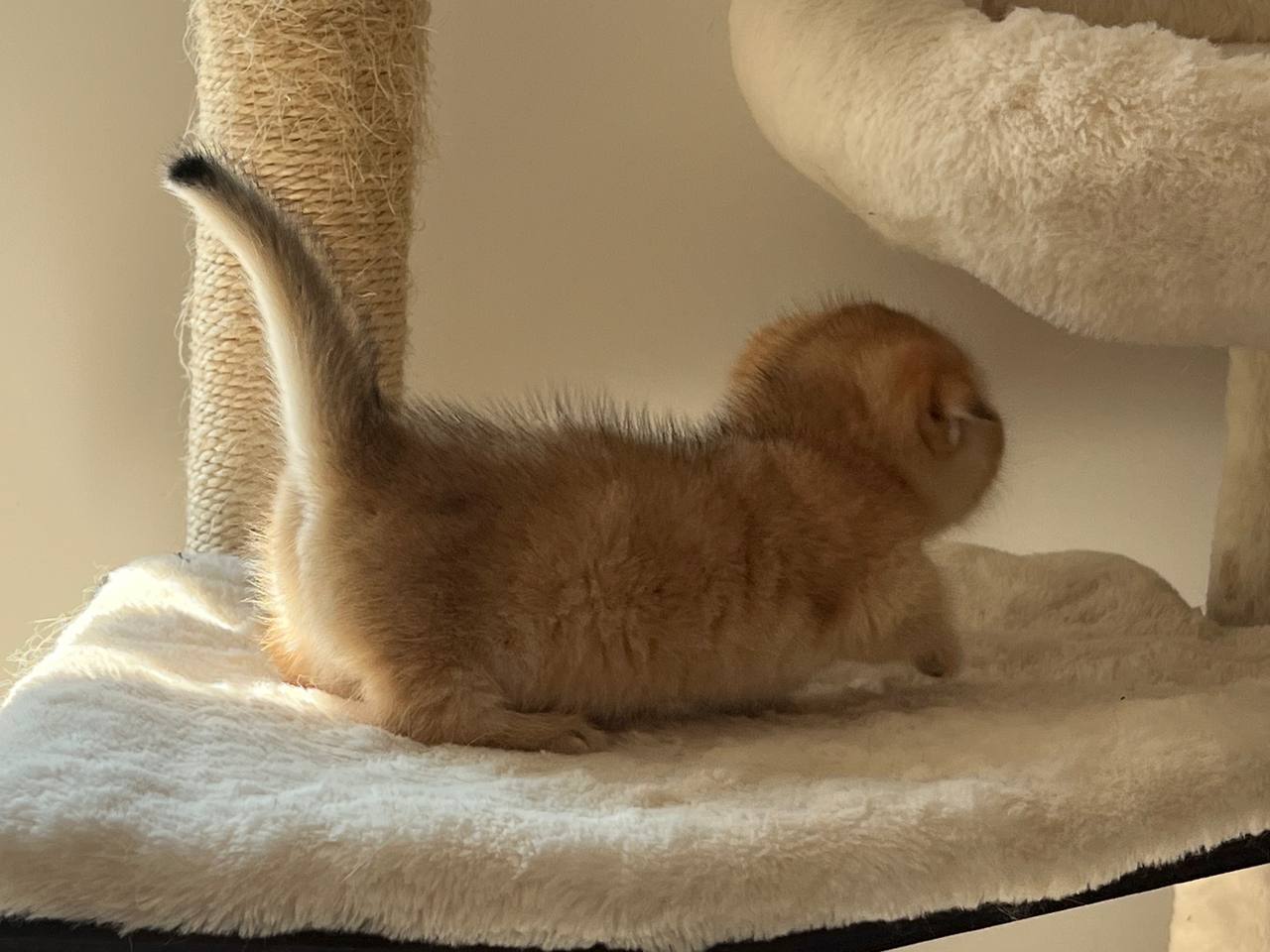 Ayla