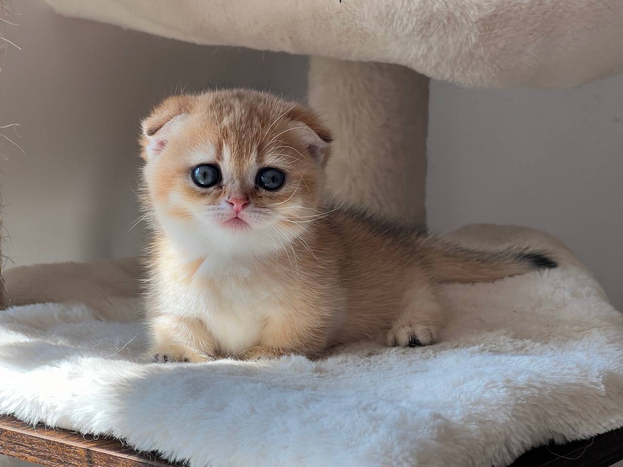 Ayla