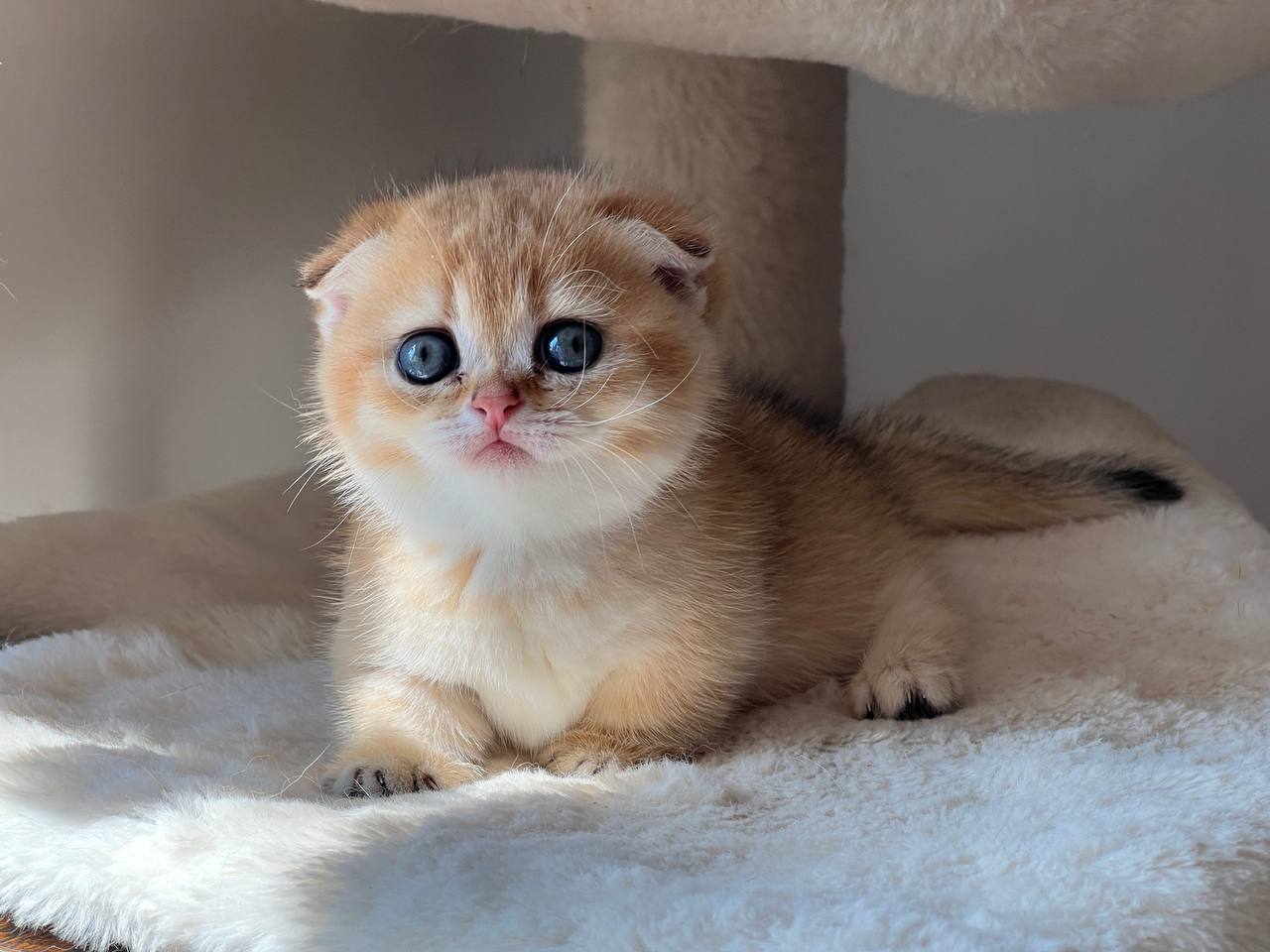Ayla