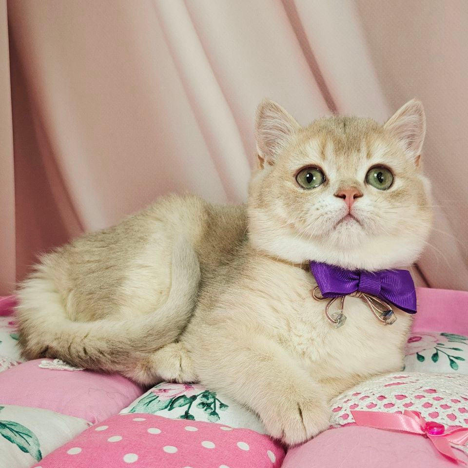 Elvis