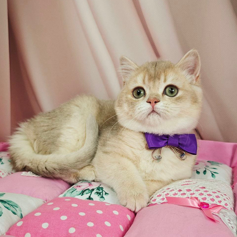Elvis