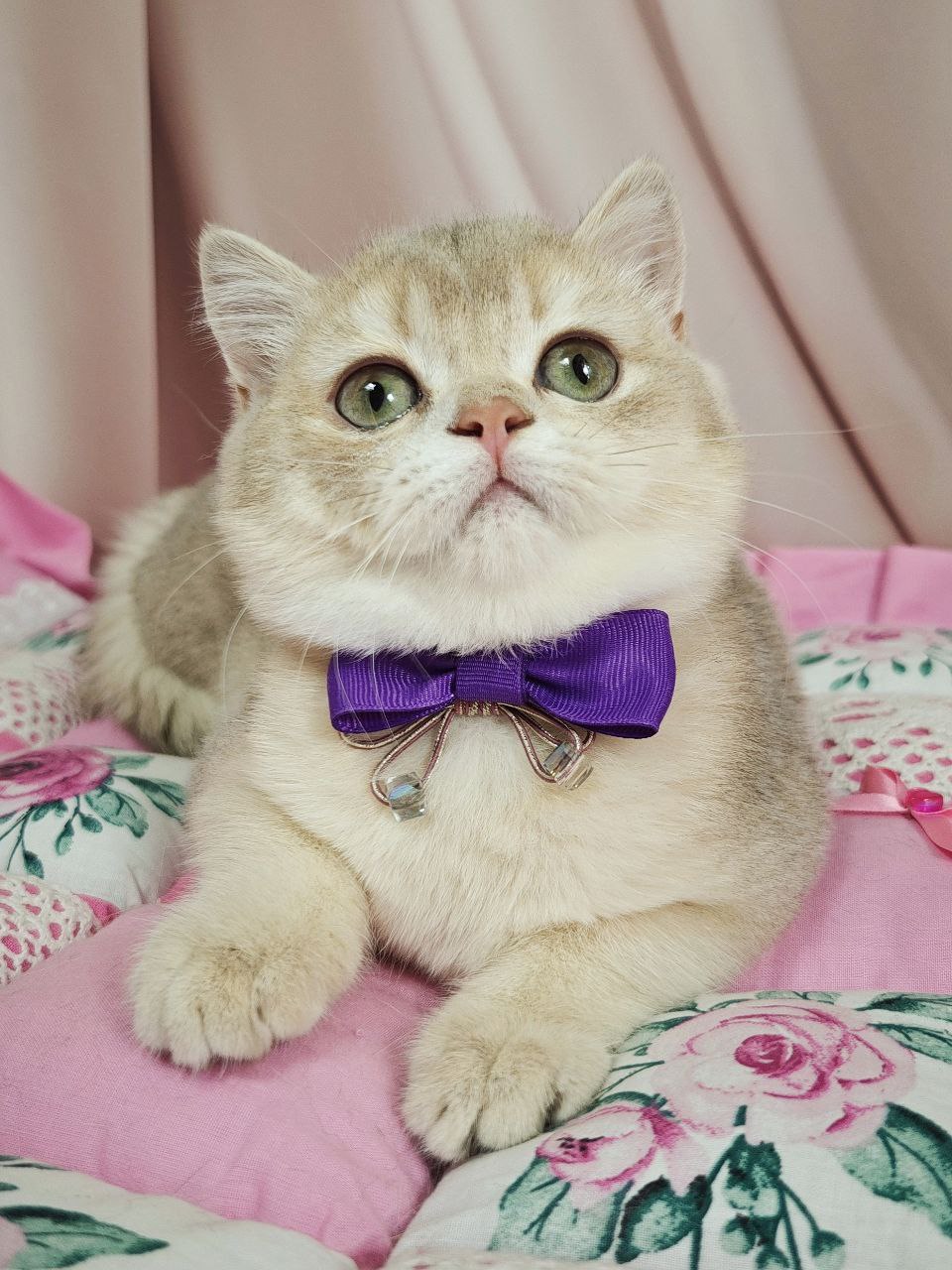 Elvis