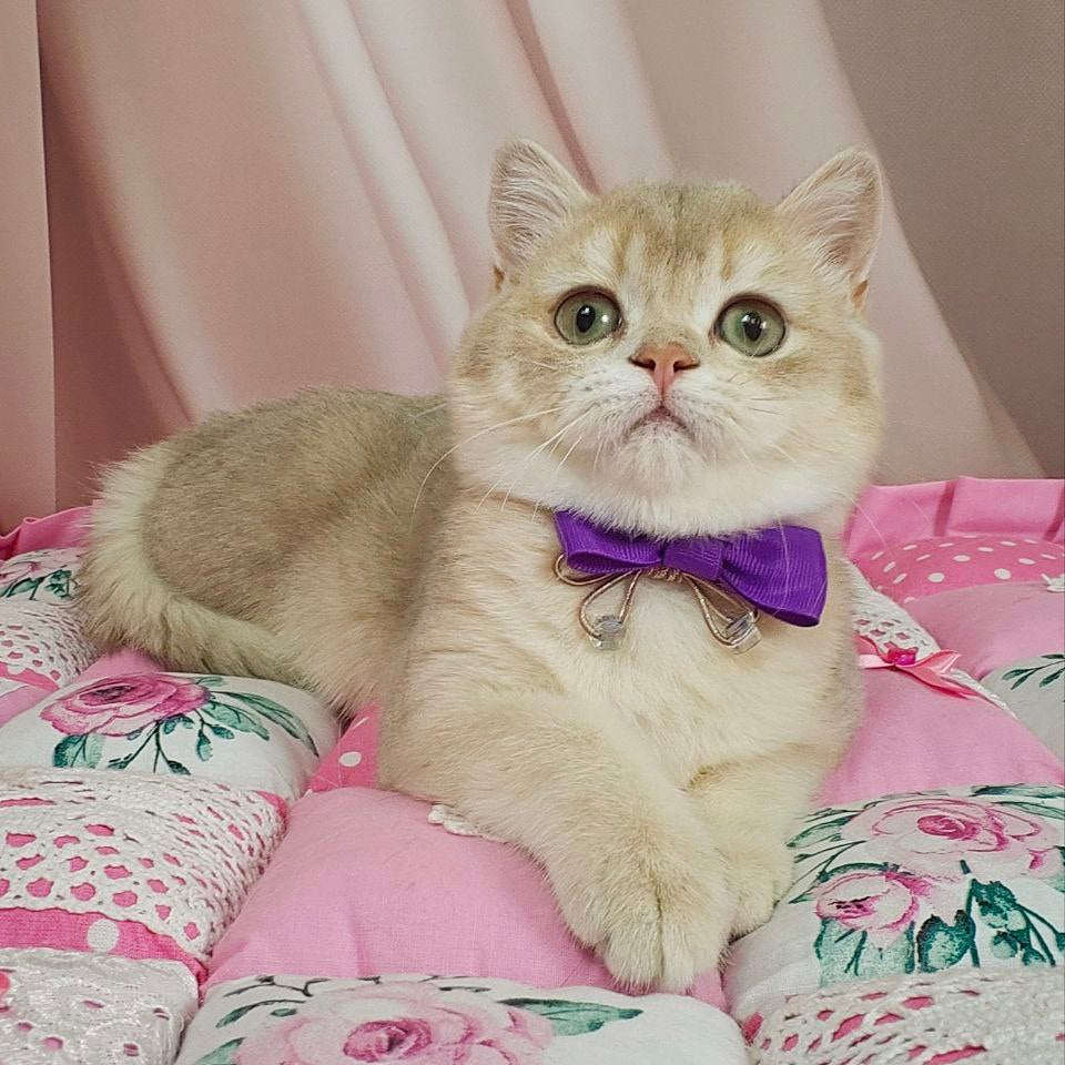 Elvis