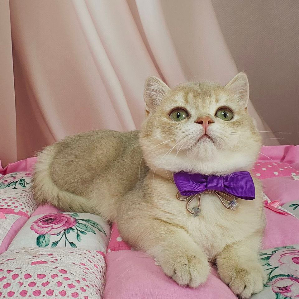 Elvis