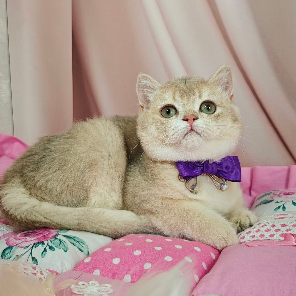 Elvis