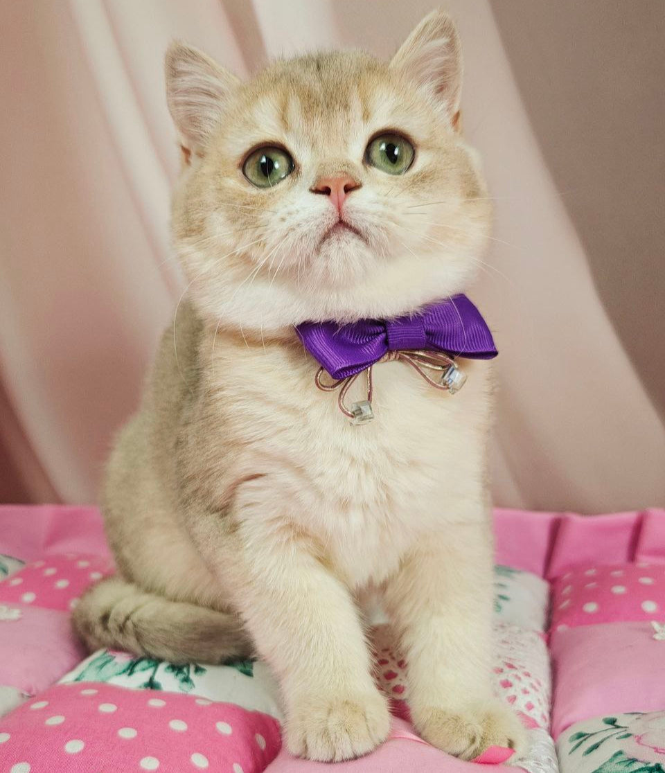 Elvis